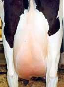 viewed from the side more balance and symmetry to the udder more balance of udder Negative Terms weaker attachments less halving stale (udder lacks bloom) udder lacking cleavage lacks udder support
