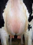 lower in the rear udder attachment more fullness to the rear udder more symmetry and balance of rear udder more balance of