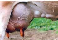 attachment bulgier fore udder unbalanced fore udder light in the left or right rear quarter Tightly attached fore
