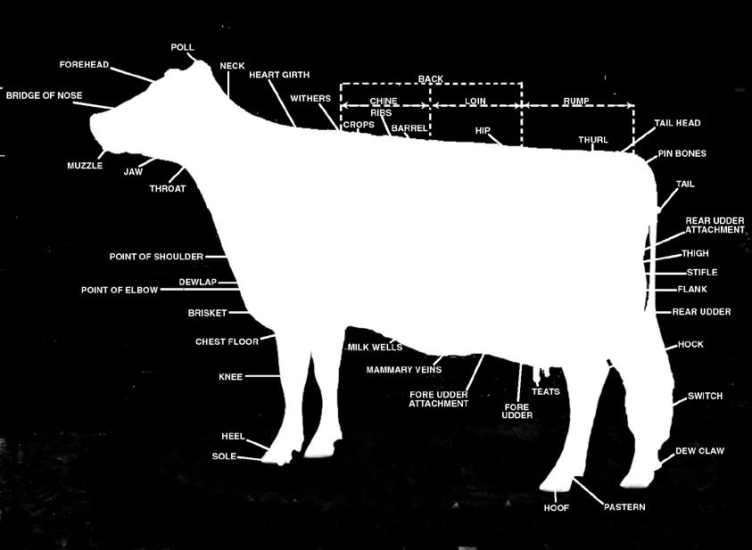 1) Frame - 15% The skeletal parts of the cow, with the exception of rear feet and legs.