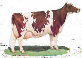 THE SEVEN BREEDS Ayrshire Brown Swiss Guernsey Red & White BREED CHARACTERISTICS Except for differences in color, size, and head character, all breeds are judged on the same standards as outlined in