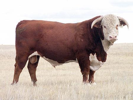 Beef Cattle Breeds Horned Hereford Red with
