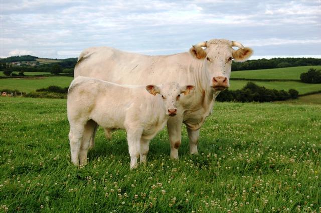 Beef Cattle Breeds Charolais White to light