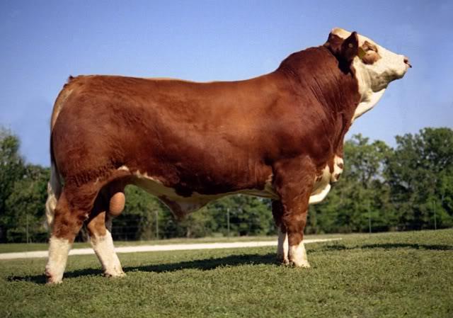 Beef Cattle Breeds Simmental No set