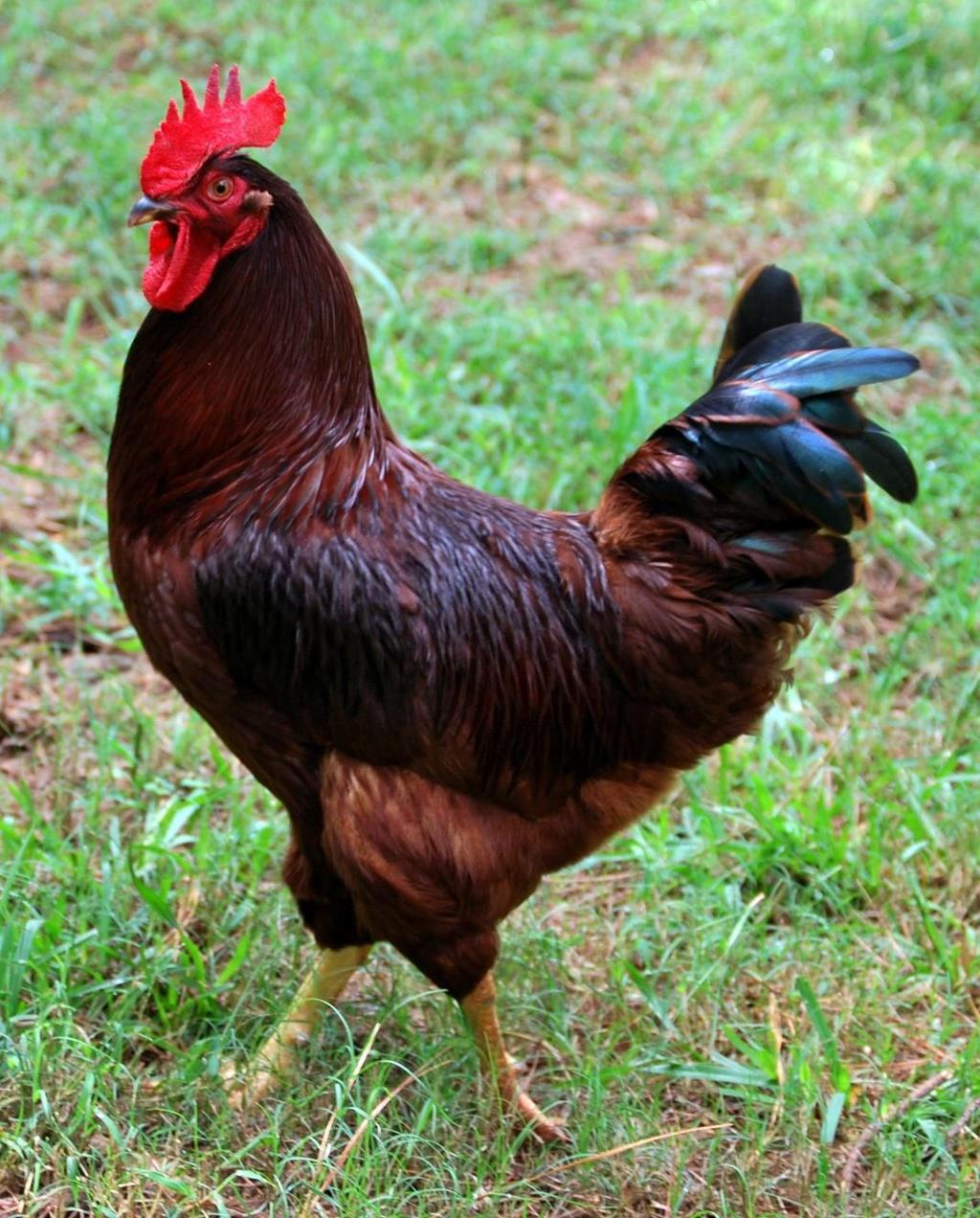 Egg Laying Chickens Rhode Island Red