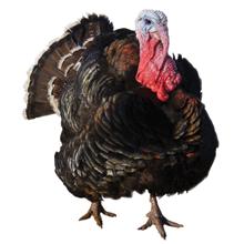 Turkey Meat Breeds Broadbreasted Bronze Black plumage