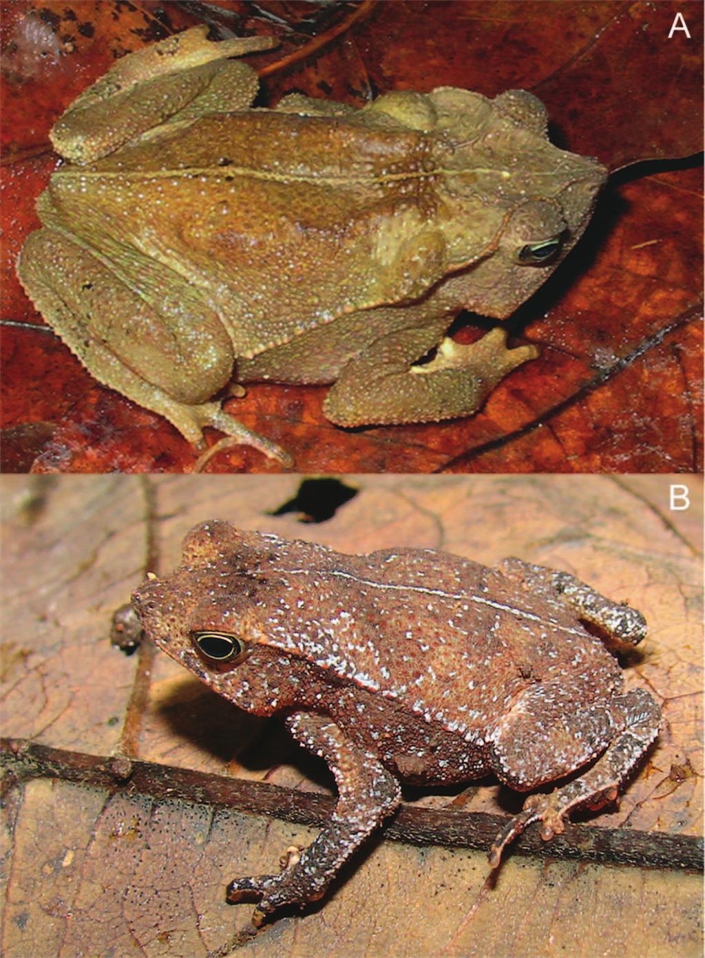 216 Herpetologica 71(3), 2015 TABLE 1. Measurements (millimeters) of Rhinella sebbeni sp. nov. (n 5 13). For each sex, means are reported 61 SD, followed by range.