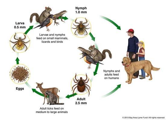 TICKS ARE VECTORS OF MANY DISEASES Lyme Disease Q Fever, Colorado
