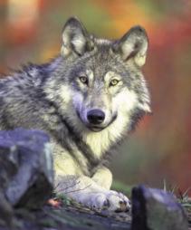 A Simple Review of Wolves Have you ever heard a wolf howl in the wild? Not many people have. The haunting sound of wolves once echoed throughout the northeast, including Pennsylvania.
