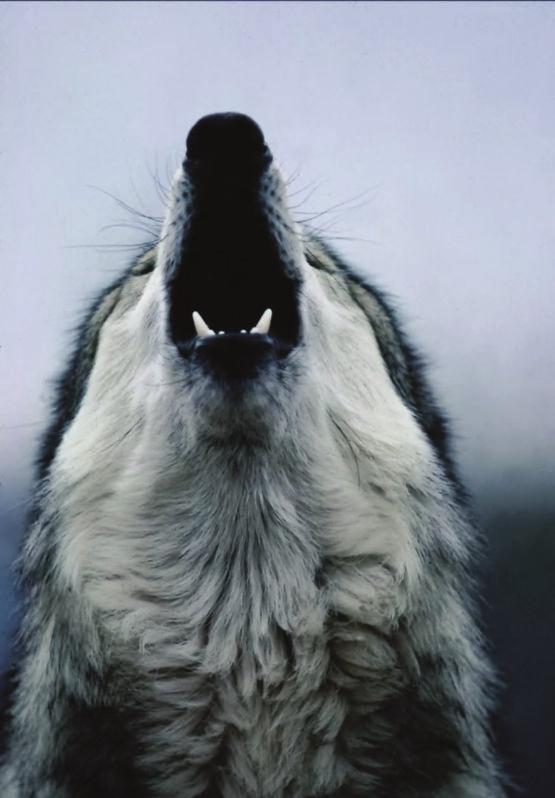 With their big teeth, long noses and long bushy tails, wolves look like many of the dogs people have as pets. Wolves act like pet dogs too. They bark and howl. They are carnivores and eat meat.