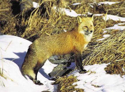 Foxes are intelligent predators with sharp senses of sight, smell & hearing. Most foxes are no heavier than a large house cat. The red weighs about 8-12 pounds -slightly larger than the gray.