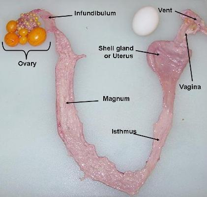 are functional. Although the female embryo has two ovaries, only the left one develops. The right one typically regresses during development and is nonfunctional in the adult bird.