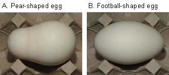 These shells are weaker than those of normal eggs, so eggs with thin spots are removed during inspection of table eggs and should not be used as hatching eggs. Fig. 6.