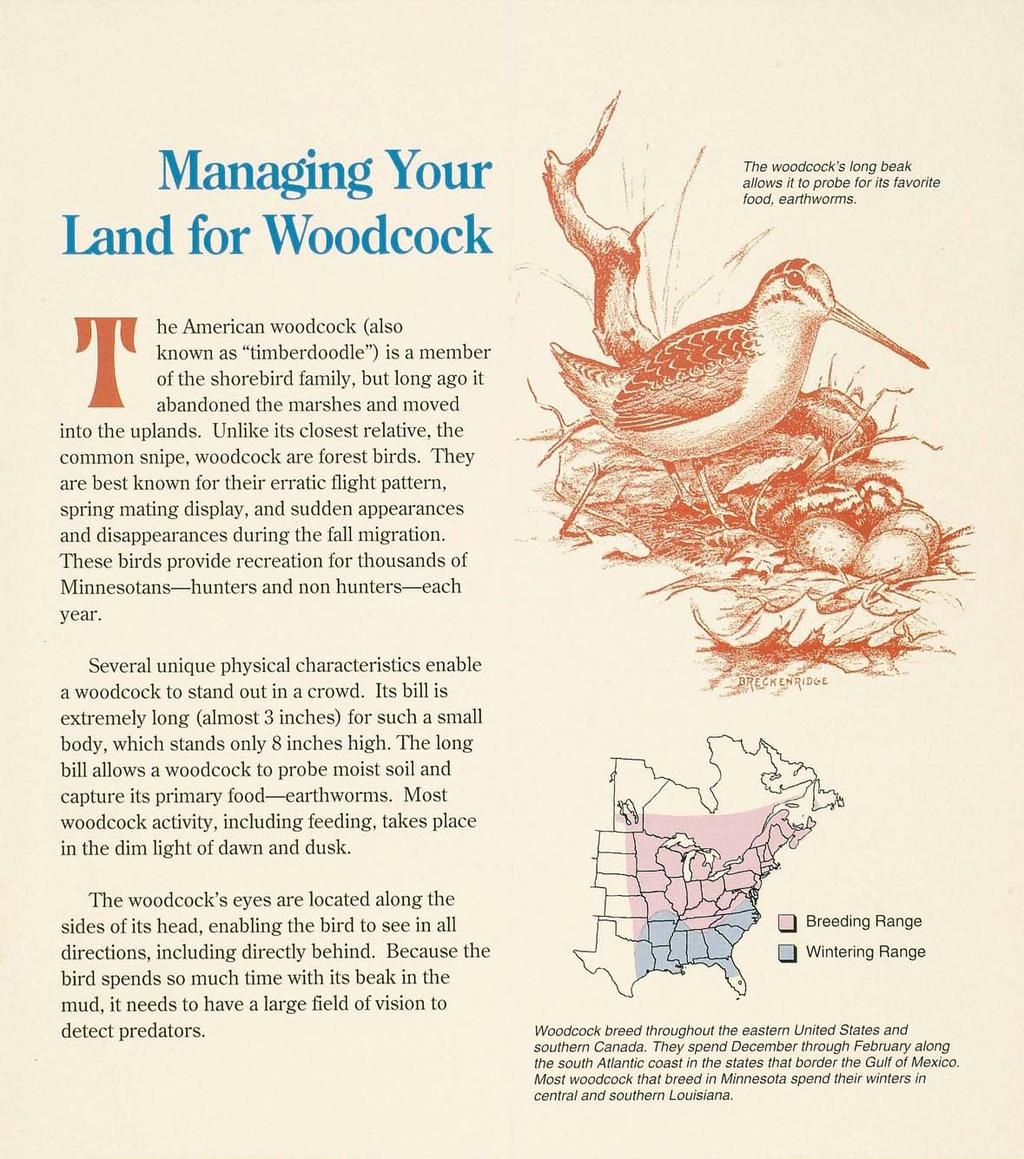 Managing Your Land for Woodcock he American woodcock (also known as "timberdoodle") is a member of the shorebird family, but long ago it abandoned the marshes and moved into the uplands.