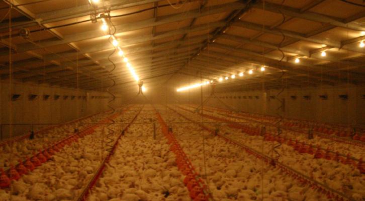 Lighting program and it s advantages A period of darkness is a natural requirement for all animals. Better feed conversion because of energy conserved during resting.