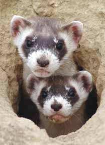 It s breeding season, the most important time of the year for black-footed ferret keepers. And today is testicle feeling day if my mother could see me now!