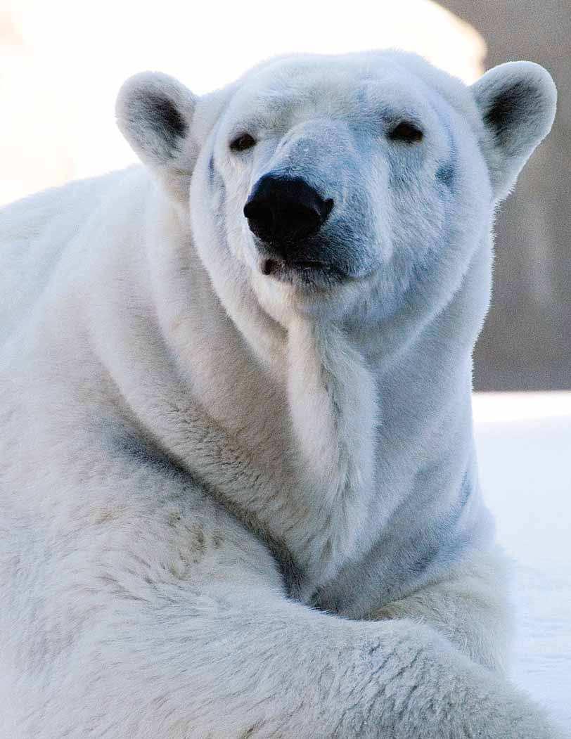 the Zoo s bigchill As the threat to the Arctic environment grows, a new home for the