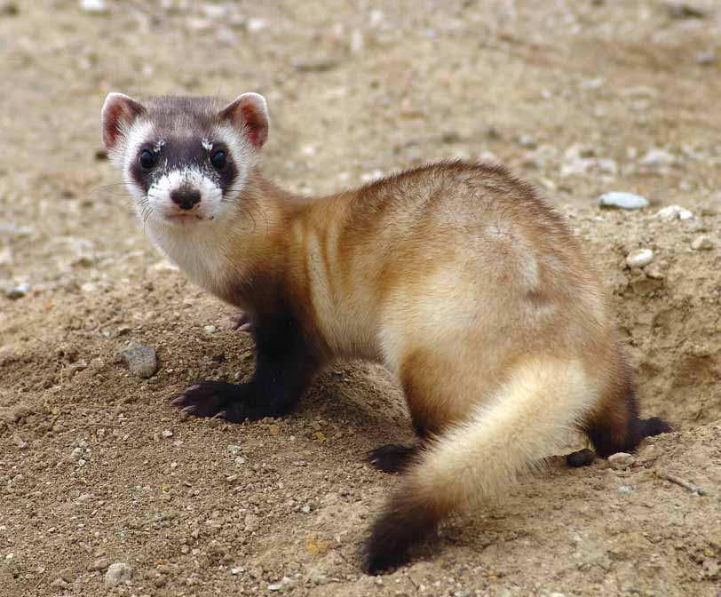 coming soon to Canada The black-footed ferret returns to the Canadian prairies The black-footed ferret is one of North America s most endangered animals and just a few decades ago, was thought to be