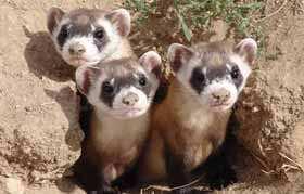 back from near-extinction The black-footed ferret is the only native ferret known to North America and is listed as one of North America s most endangered species.
