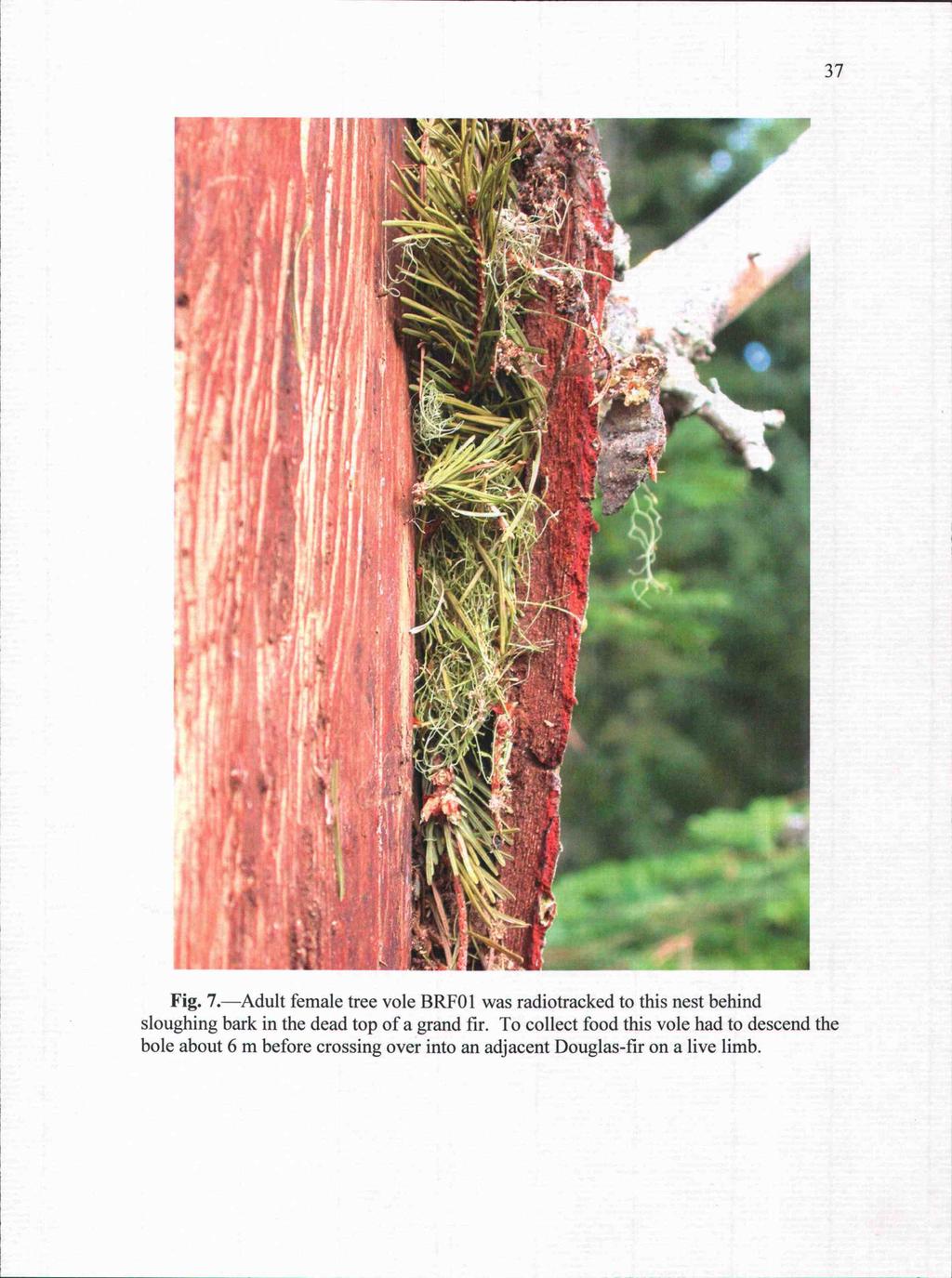 Fig. 7.Adult female tree vole BRFO 1 was radiotracked to this nest behind sloughing bark in the dead top of a grand fir.