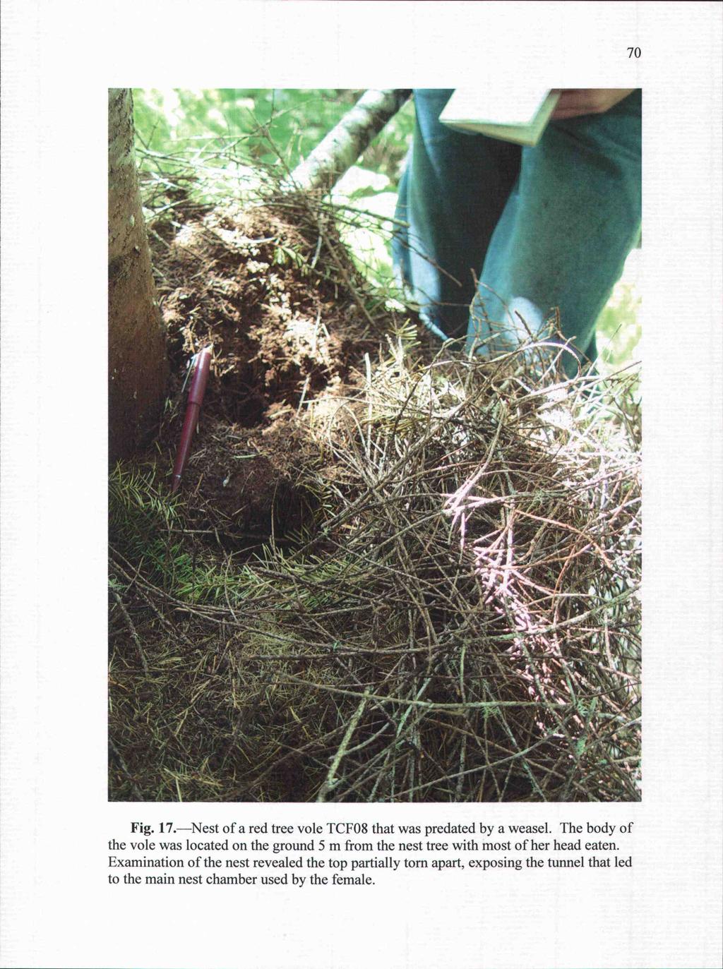 Fig. 17.Nest of a red tree vole TCFO8 that was predated by a weasel.