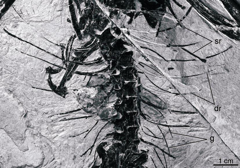2002 HWANG ET AL.: MICRORAPTOR ZHAOIANUS 13 Fig. 13. Trunk of CAGS 20-8-001. three ribs each but are angled at about 70 relative to the ribs, broader than the 55 angle seen in CAGS 20-8-001.