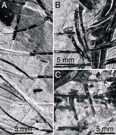 14 AMERICAN MUSEUM NOVITATES NO. 3381 Fig. 14. Detail of uncinate processes. Processes from the (A) right and (B) left sides of the rib cage of CAGS 20-8-001.