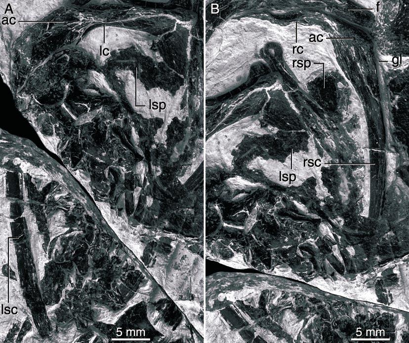 2002 HWANG ET AL.: MICRORAPTOR ZHAOIANUS 15 Fig. 16. Left (A) and right (B) scapulocoracoids of CAGS 20-8-001 in oblique dorsomedial view. of the furcula broaden as they approach the point of fusion.