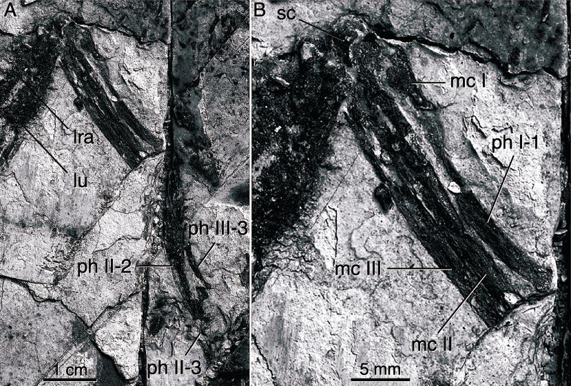 2002 HWANG ET AL.: MICRORAPTOR ZHAOIANUS 19 Fig. 23. Articulated left manus of CAGS 20-7-004. (A) View of metacarpals and phalanges. (B) Detail of wrist and metacarpals.