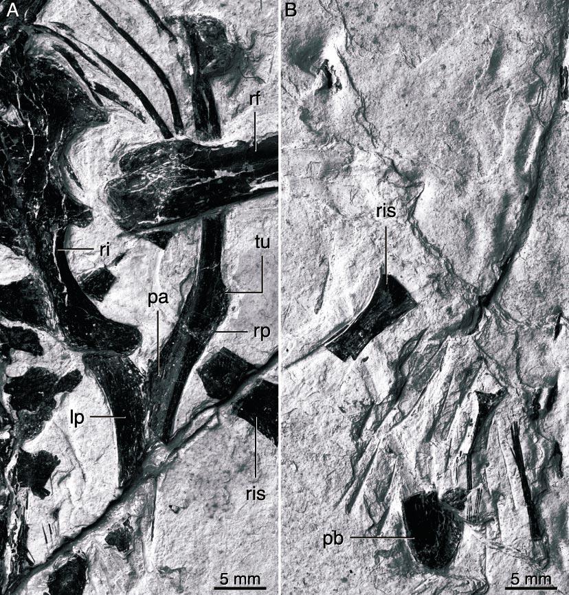 2002 HWANG ET AL.: MICRORAPTOR ZHAOIANUS 21 Fig. 25. Articulated pubes of CAGS 20-8-001. (A) Pubic elements preserved on the slab, posterior view.