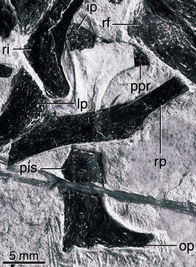 22 AMERICAN MUSEUM NOVITATES NO. 3381 ischiadic contribution to the acetabulum. As in the holotype, Sinornithosaurus (Xu et al., 1999), Archaeopteryx (Wellnhofer, 1974), Rahonavis (Forster et al.