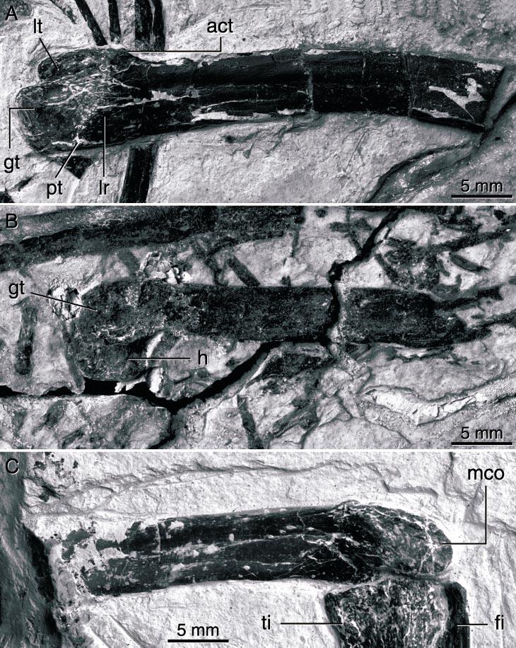 2002 HWANG ET AL.: MICRORAPTOR ZHAOIANUS 23 Fig. 27. Femur of Microraptor. (A) Proximal end of right femur of CAGS 20-8-001 in lateral view.