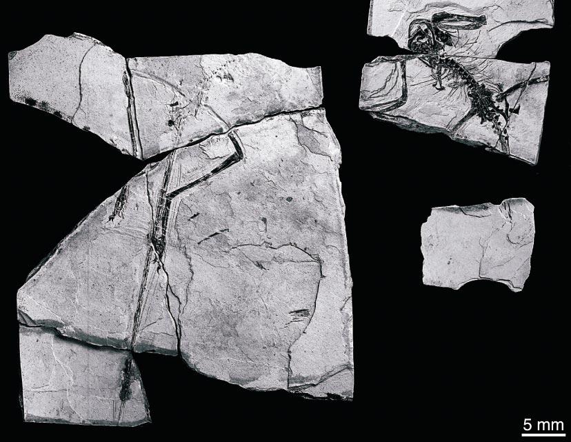 2002 HWANG ET AL.: MICRORAPTOR ZHAOIANUS 3 Microraptor zhaoianus, specimen CAGS 20-8-001. View of all slabs and counterpart ele- Fig. 3. ments.