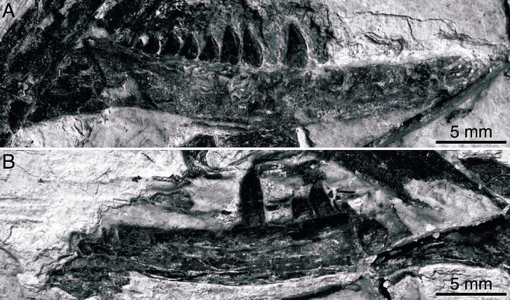 4 AMERICAN MUSEUM NOVITATES NO. 3381 Fig. 4. (A) Right and (B) left dentaries of CAGS 20-7-004 in labial view. Fig. 5. Detail of posterior teeth of right dentary of CAGS 20-7-004.