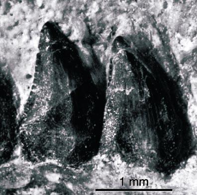 The right dentary is complete, and has some surface breakage at its posterior end, but is otherwise well preserved. Only the posterior portion of the left dentary is preserved.