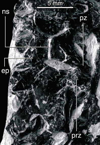 2002 HWANG ET AL.: MICRORAPTOR ZHAOIANUS 5 towards the back of the jaw (fig. 4). Eight of the last nine teeth are present in the right dentary; one tooth in the series is missing.