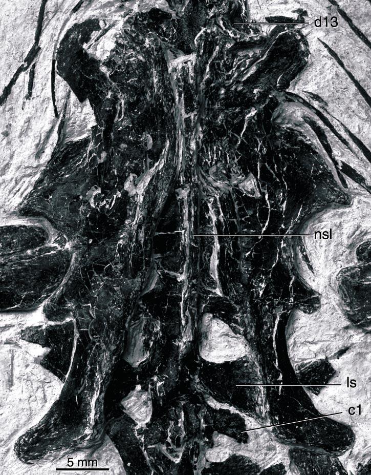 8 AMERICAN MUSEUM NOVITATES NO. 3381 Fig. 9. Sacrum of CAGS 20-8-001 in dorsal view. pre- and postzygapophyses that are directed slightly anterolaterally and posterolaterally, respectively.