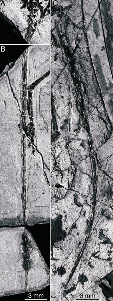 2002 HWANG ET AL.: MICRORAPTOR ZHAOIANUS 9 six sacral vertebrae as in other adult dromaeosaurs (Norell and Makovicky, in press).