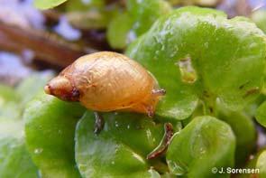 amber snail () Oxyloma haydeni (W.G.