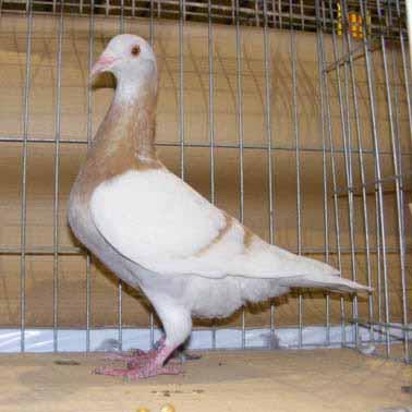 Right: This French Fancy Pigeon breed originated in the Gier valley, between Lyon and Saint