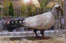 Left: A fancy Pigeon breed of the Baleares, called Pinto Balear, closely related to the