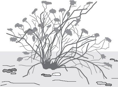 (ii) The drawing shows a creosote bush. This bush lives in a desert.