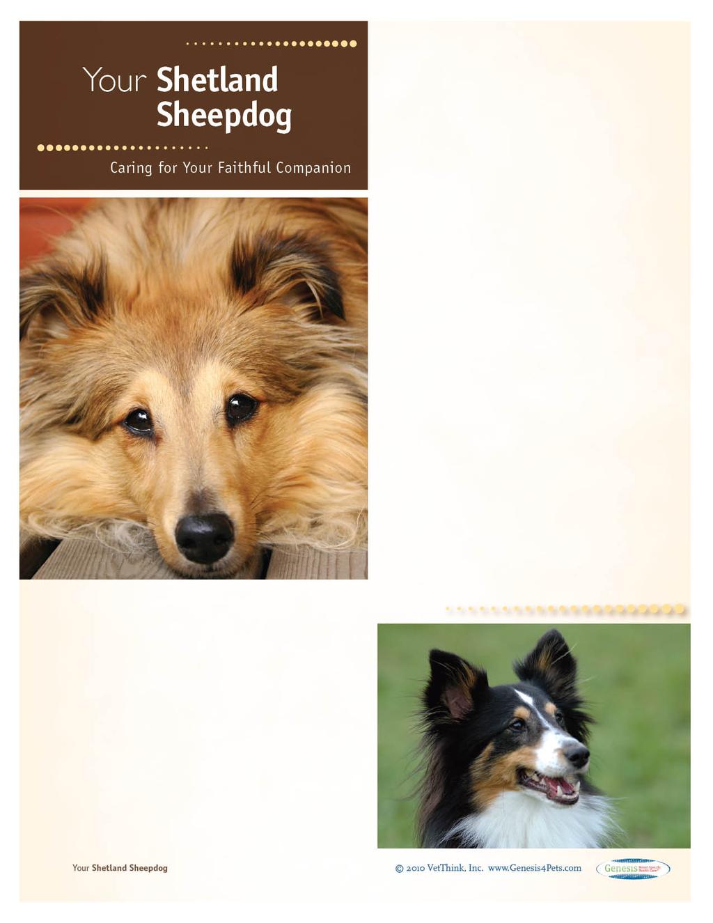 Shetland Sheepdogs: What a Unique Breed! Your dog is special! She s your best friend and copanion and a source of unconditional love.