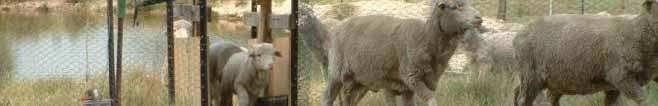 predict pedigree Estimates associations between ewe and