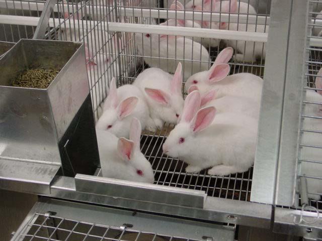 health and welfare of farmed domestic rabbits. Picture 5.3.