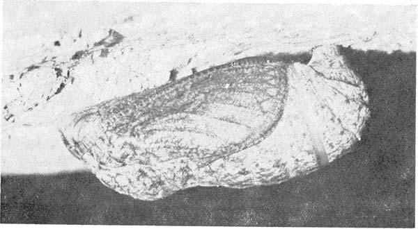 The larvae becomes suspended by its anal prolegs from a silken network, closely adhering to the rock surface.