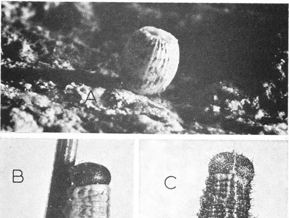 Fig. 3: Immature stages of Percnodaimon pluto. A: Egg at 4 days.
