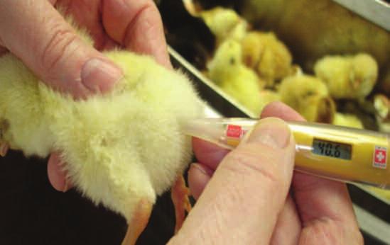 Chick internal rectal temperature can be measured at take-off or in the chick holding room, but only when the chicks are dry and internal body temperature