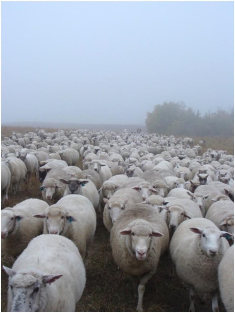 Saskatchewan Sheep Opportunity Prepared by Saskatchewan
