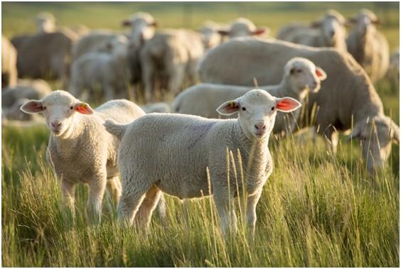 Good quality forages can provide 100 percent of the nutrient requirements. Winter-born lambs will require an area where they can go to eat separately from the ewes.